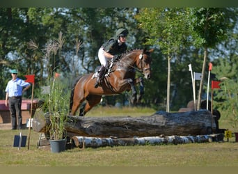 Trakehner, Jument, 6 Ans, 164 cm, Bai brun
