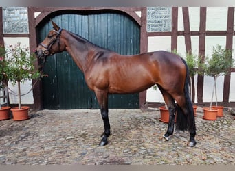 Trakehner, Jument, 6 Ans, 164 cm, Bai brun