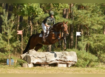 Trakehner, Jument, 6 Ans, 164 cm, Bai brun