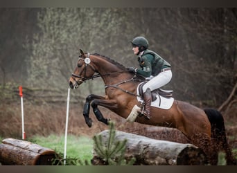 Trakehner, Jument, 6 Ans, 164 cm, Bai brun