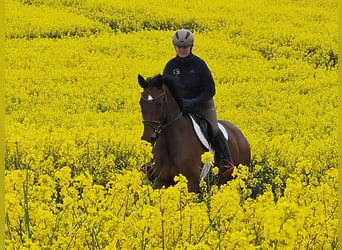 Trakehner, Jument, 6 Ans, 164 cm, Bai