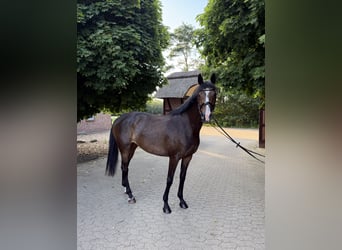 Trakehner, Jument, 6 Ans, 165 cm, Bai brun