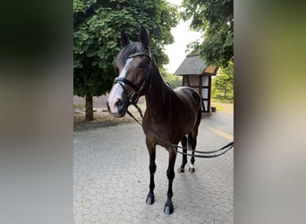Trakehner, Jument, 6 Ans, 165 cm, Bai brun