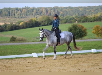Trakehner, Jument, 6 Ans, 165 cm, Gris pommelé