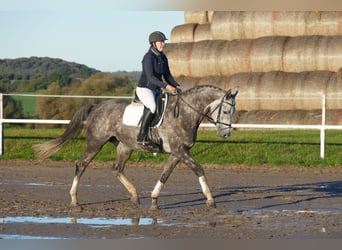 Trakehner, Jument, 6 Ans, 166 cm, Gris