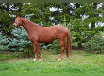 Trakehner, Jument, 6 Ans, 167 cm, Alezan