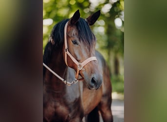 Trakehner, Jument, 6 Ans, 168 cm, Bai brun