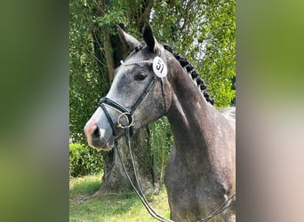 Trakehner, Jument, 6 Ans, 168 cm, Gris