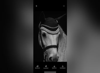 Trakehner, Jument, 6 Ans, 169 cm, Gris