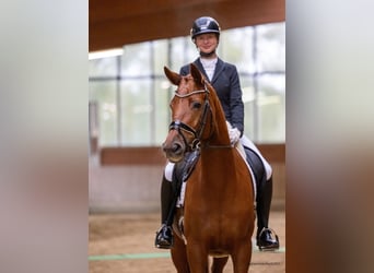 Trakehner, Jument, 6 Ans, 170 cm, Alezan