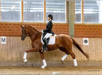 Trakehner, Jument, 6 Ans, 170 cm, Alezan