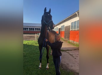 Trakehner, Jument, 6 Ans, 170 cm, Bai brun