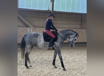 Trakehner, Jument, 6 Ans, 170 cm, Gris