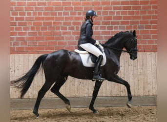 Trakehner, Jument, 6 Ans, 170 cm, Noir