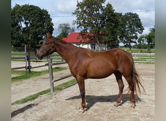 Trakehner, Jument, 6 Ans, 171 cm, Alezan brûlé