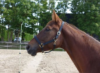 Trakehner, Jument, 6 Ans, 171 cm, Alezan brûlé