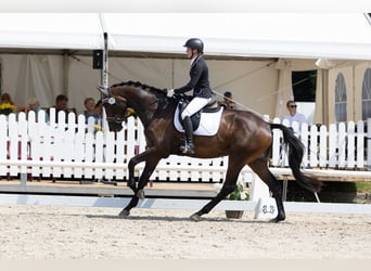 Trakehner, Jument, 6 Ans, 174 cm, Bai brun foncé