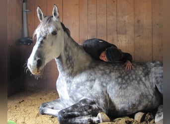 Trakehner, Jument, 6 Ans, 174 cm, Gris pommelé