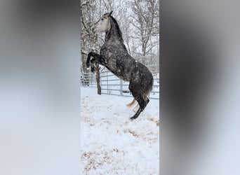 Trakehner, Jument, 6 Ans, 174 cm, Gris pommelé