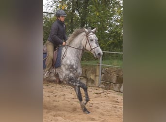 Trakehner, Jument, 6 Ans, 174 cm, Gris pommelé