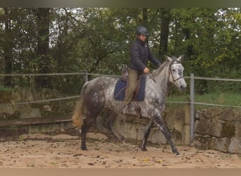 Trakehner, Jument, 6 Ans, 174 cm, Gris pommelé