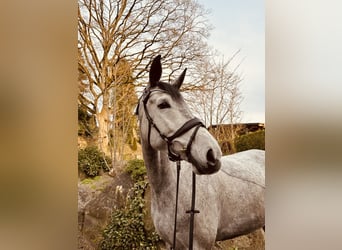 Trakehner, Jument, 6 Ans, 175 cm, Gris