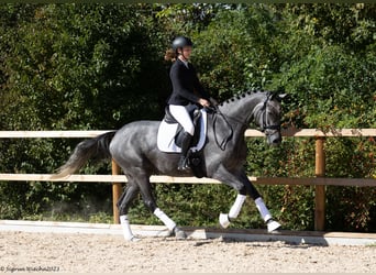 Trakehner, Jument, 6 Ans, Gris