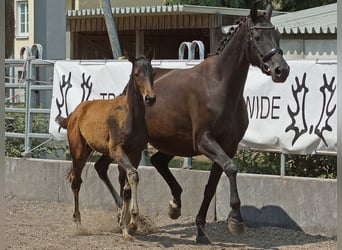 Trakehner, Jument, 6 Ans, Noir