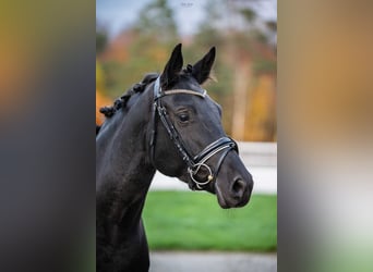 Trakehner, Jument, 7 Ans, 164 cm, Bai brun foncé