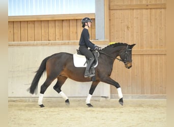 Trakehner, Jument, 7 Ans, 164 cm, Bai