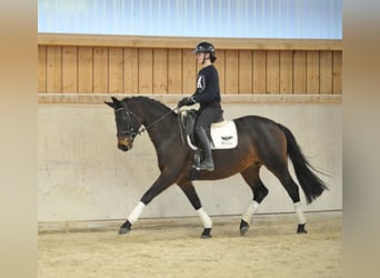 Trakehner, Jument, 7 Ans, 164 cm, Bai