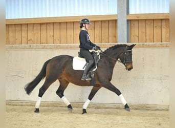 Trakehner, Jument, 7 Ans, 164 cm, Bai