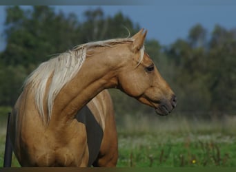 Trakehner, Jument, 7 Ans, 164 cm, Palomino