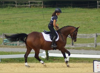 Trakehner, Jument, 7 Ans, 165 cm, Bai