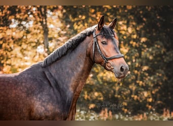 Trakehner, Jument, 7 Ans, 166 cm, Bai brun