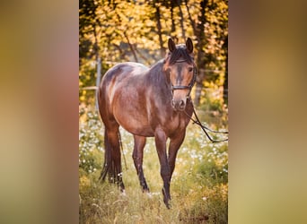 Trakehner, Jument, 7 Ans, 166 cm, Bai brun