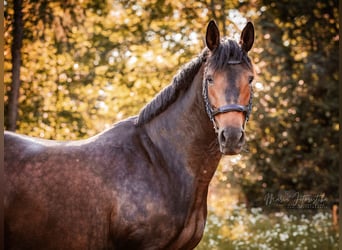 Trakehner, Jument, 7 Ans, 166 cm, Bai brun