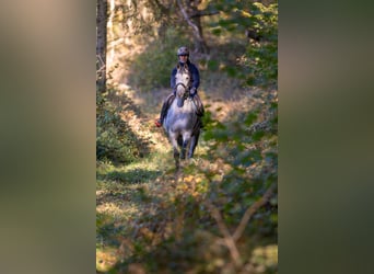 Trakehner, Jument, 7 Ans, 166 cm, Gris