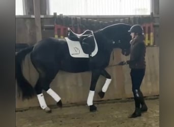 Trakehner, Jument, 7 Ans, 167 cm, Bai brun