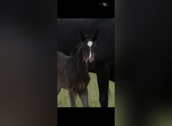 Trakehner, Jument, 7 Ans, 167 cm, Bai brun foncé