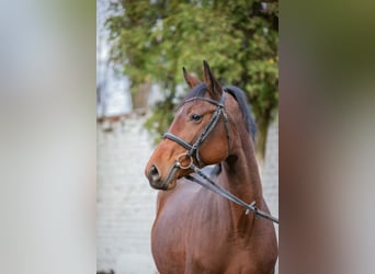 Trakehner, Jument, 7 Ans, 167 cm, Bai