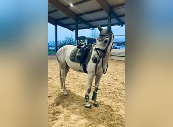 Trakehner, Jument, 7 Ans, 169 cm, Gris