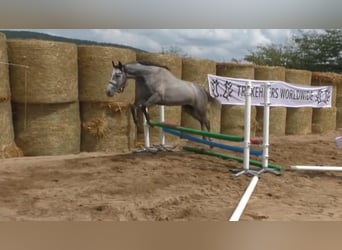 Trakehner, Jument, 8 Ans, 161 cm, Gris