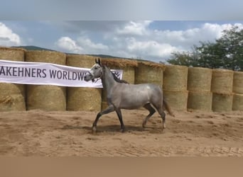 Trakehner, Jument, 8 Ans, 161 cm, Gris