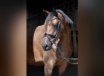 Trakehner, Jument, 8 Ans, 162 cm, Bai