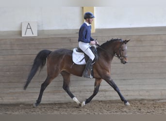 Trakehner, Jument, 8 Ans, 162 cm, Bai