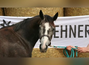 Trakehner, Jument, 8 Ans, 163 cm