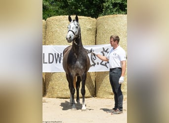 Trakehner, Jument, 8 Ans, 163 cm