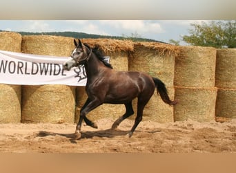 Trakehner, Jument, 8 Ans, 163 cm