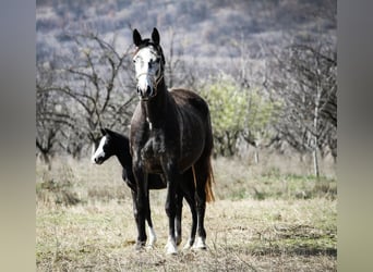 Trakehner, Jument, 8 Ans, 163 cm